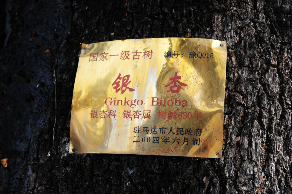 银杏树牌.jpg