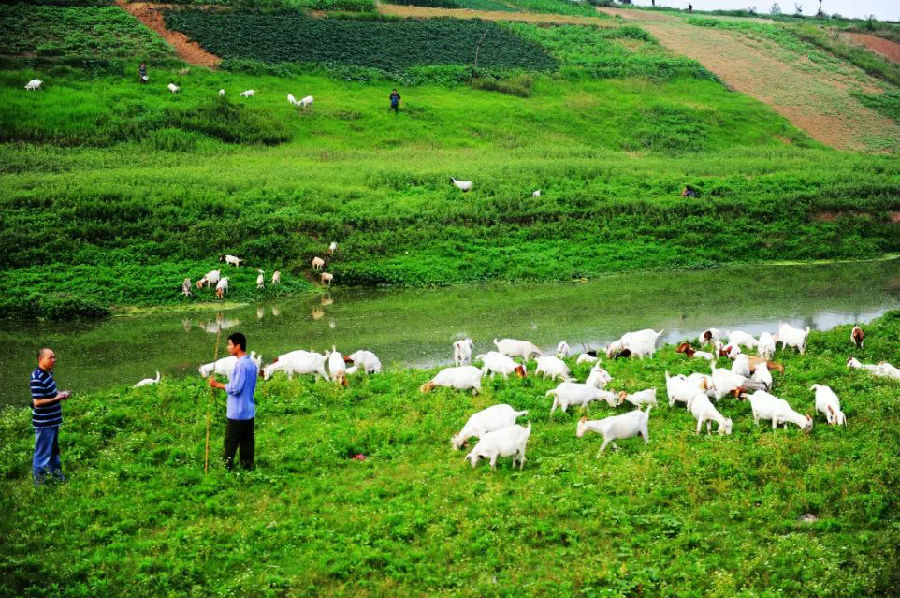 养羊3.jpg