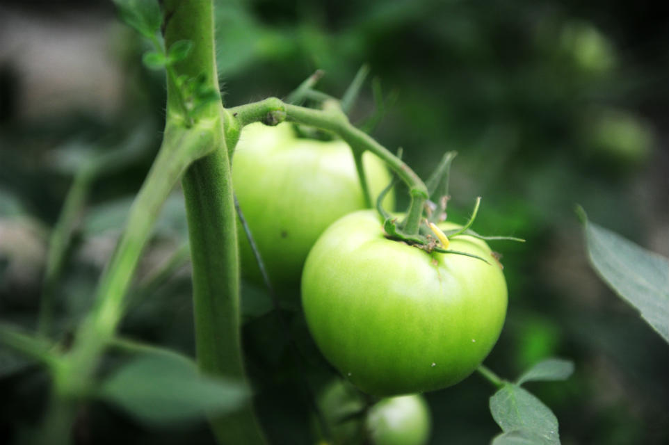 青番茄.jpg