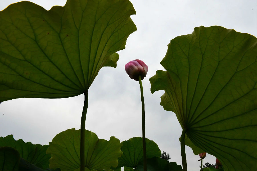 荷11.jpg
