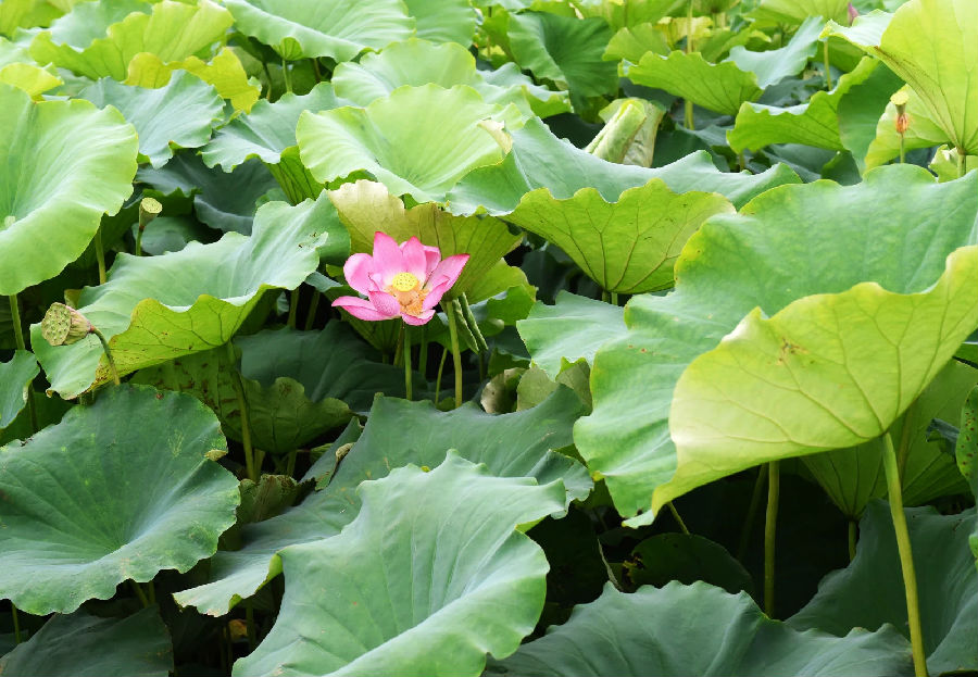 荷15.jpg