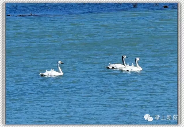 天鹅1.jpg